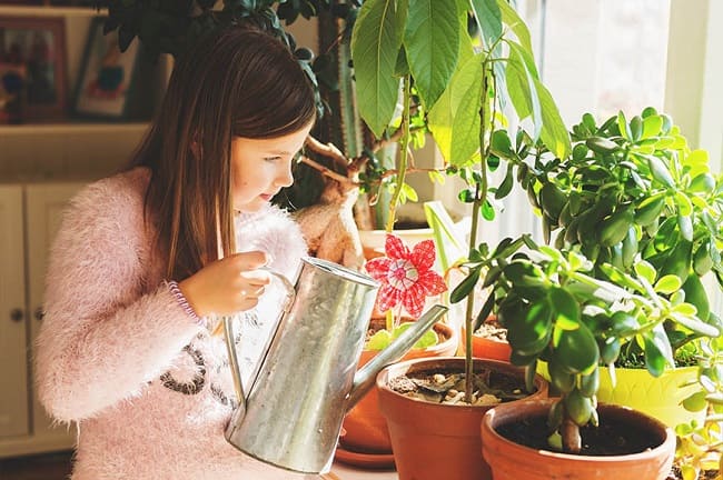 Limpieza del hogar: purifica el ambiente con plantas