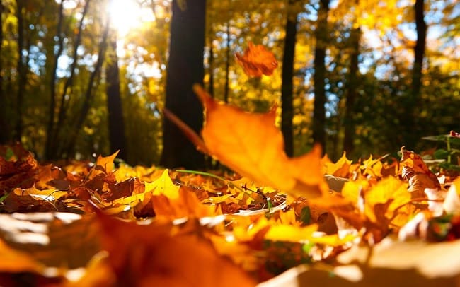 Empresa de limpieza en Bilbao: ¡qué llega el otoño!