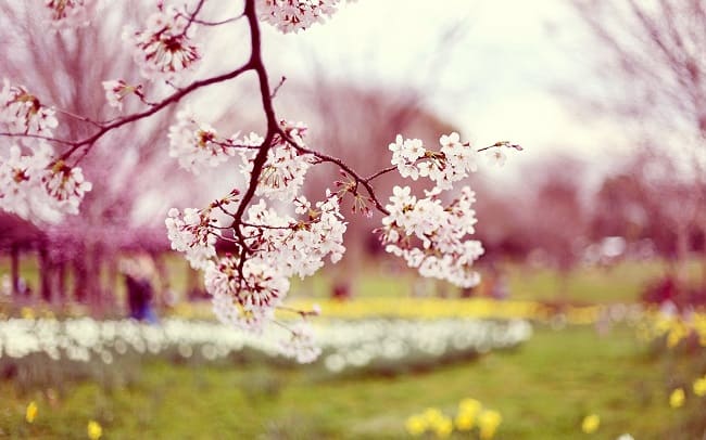 Empresa de limpiezas: Preparar la casa para la primavera